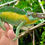 Thumbnail: Jackson's Chameleon (Trioceros jacksonii jacksonii)