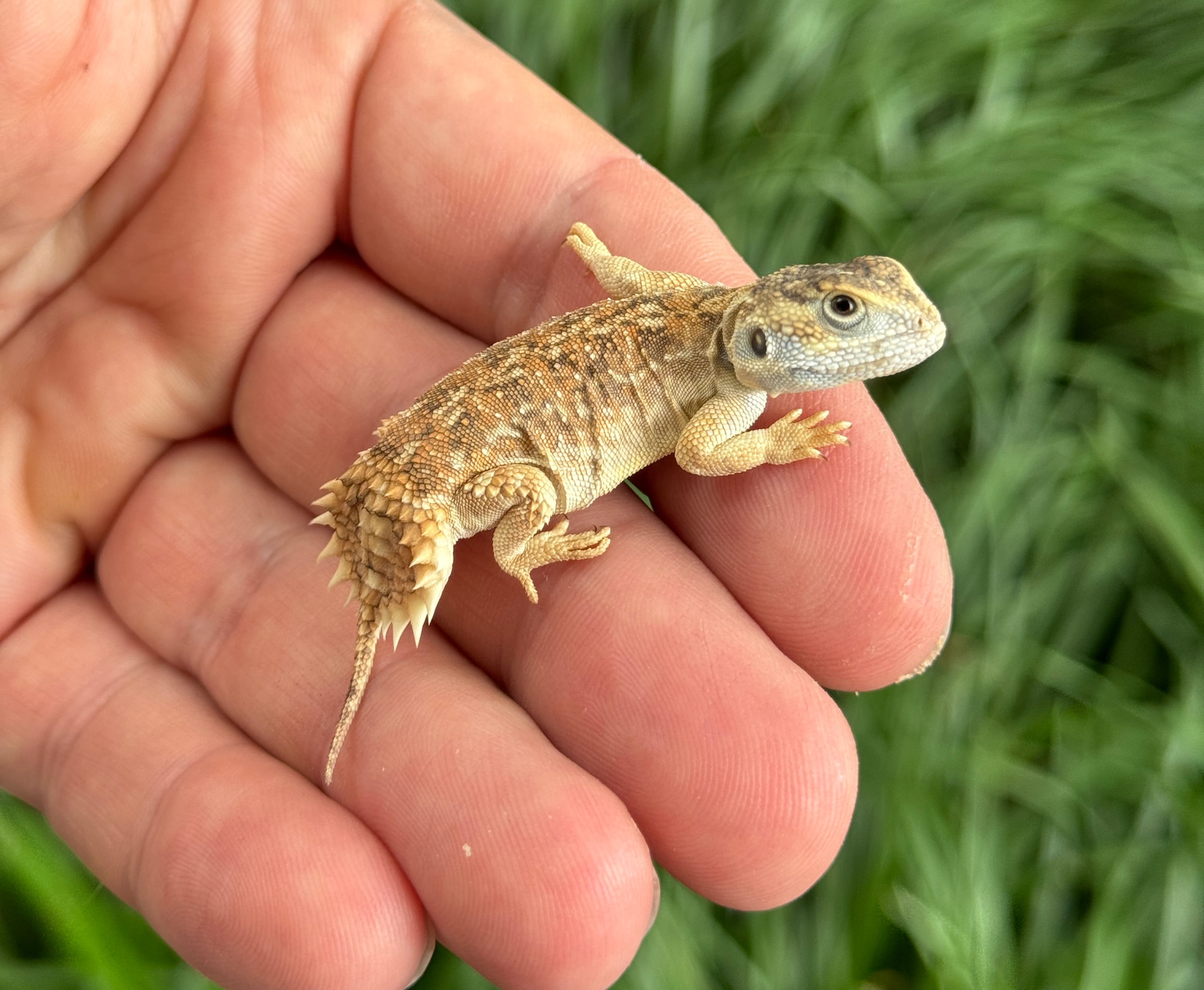 Shield Tail Agama (Xenagama taylori)