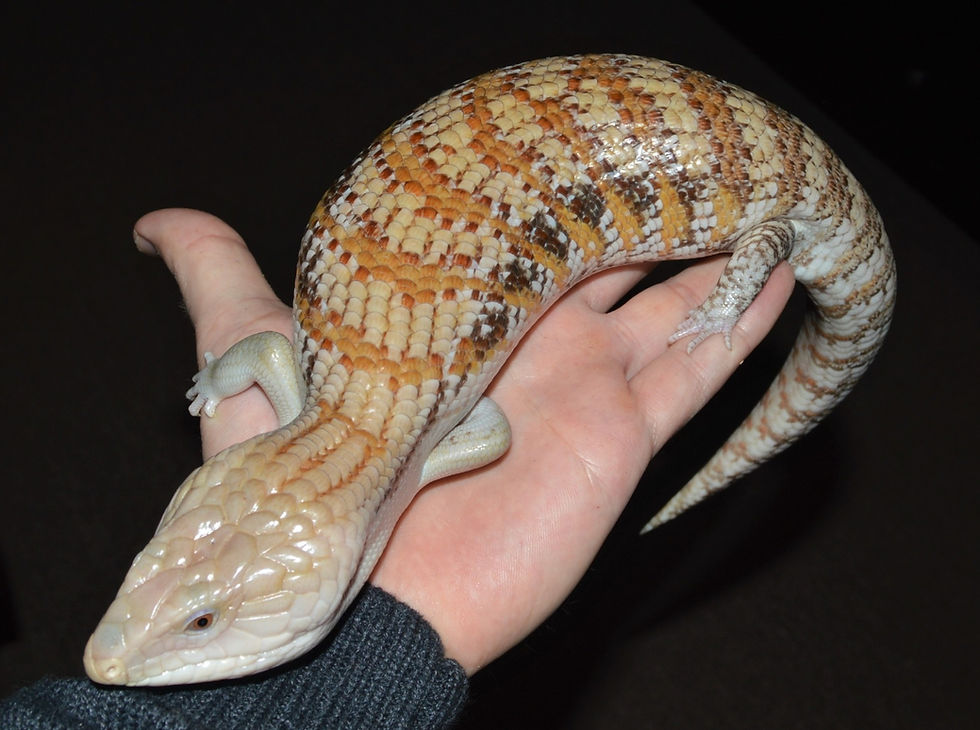 Thumbnail: Northern Blue Tongue Skinks (Tiliqua scincoides intermedia)