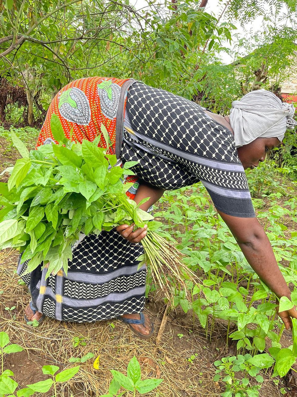 Halima harvesting some cowpeas from the garden.