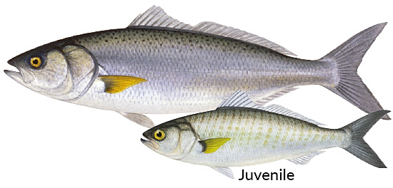Arripis trutta