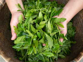 Para los Tea Lovers I: Té verde