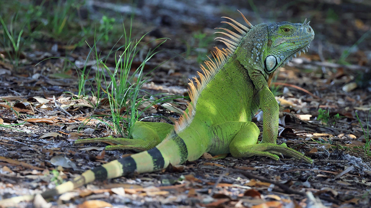green-iguana big.webp