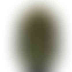 カーキーコート後ろ