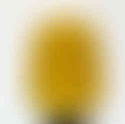 イエローニット後ろ