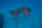 Two Eagle Rays Flying