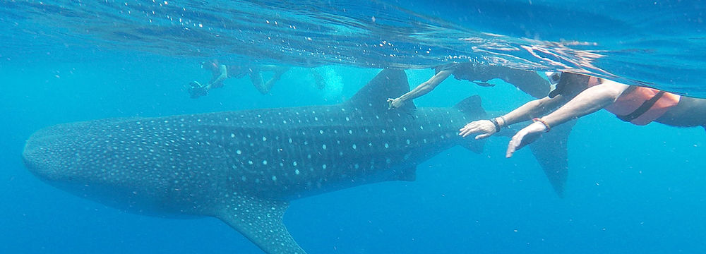 whale shark