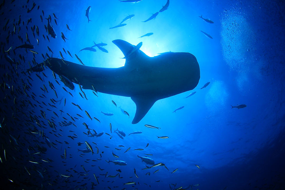 Whale Shark from below Manta Divers Cancun