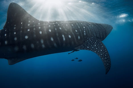 Whale shark feeding at the surface near Isla Mujeres with remoras beneath its belly.