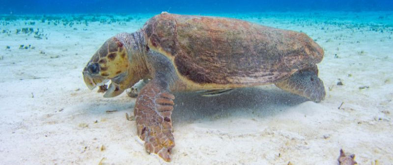 Loggerhead turtle Isla Mujeres manta divers cancun