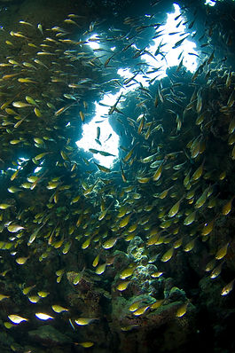 El haz de luz de una linterna de buceo ilumina a los peces cristal por la noche en el arrecife de Cancún.
