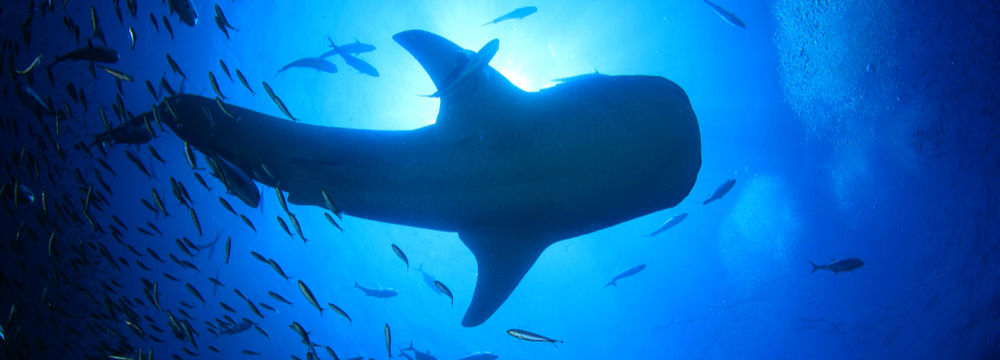 under whale shark