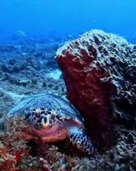 Ursula D. on one of eight dives across cenotes, Cancun reefs and Cozumel with Manta Dive & Snorkel Cancun