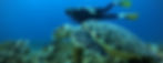 Hawksbill swimming Manta Divers Cancun