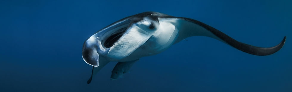 Manta Ray Cancun with Manta Divers