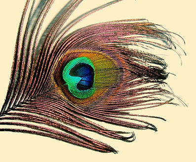 A peacock feather