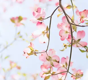 tree1.webp