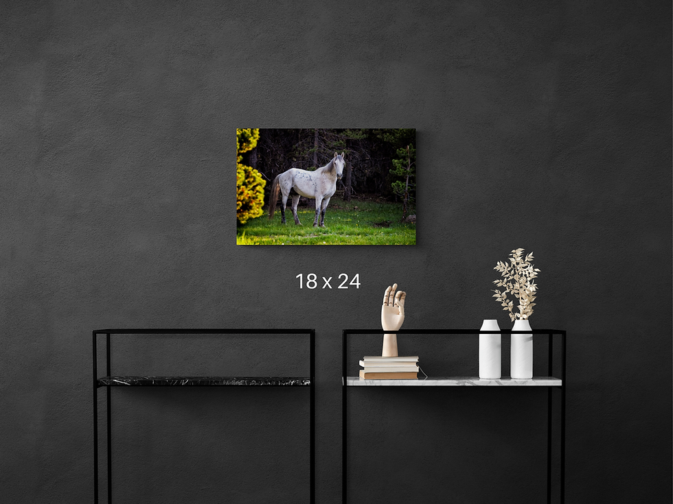 Thumbnail: Wild Horse Wall Art "Alpine Beauty" Photo Print Canvas