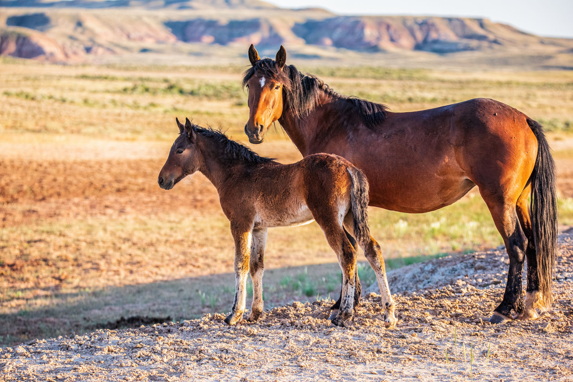 Wild Horse Wall Art "Mare and Baby" Photo Print Canvas