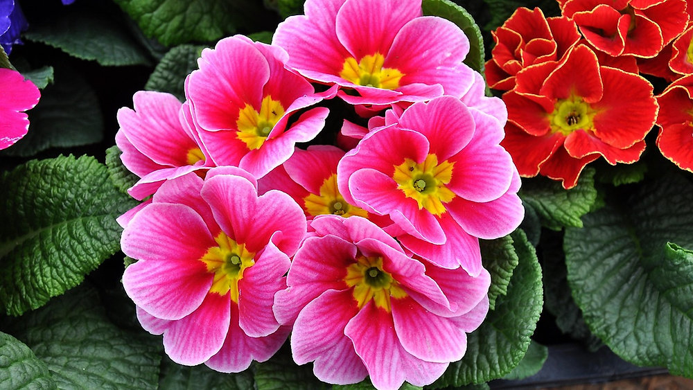 Spring Flowers