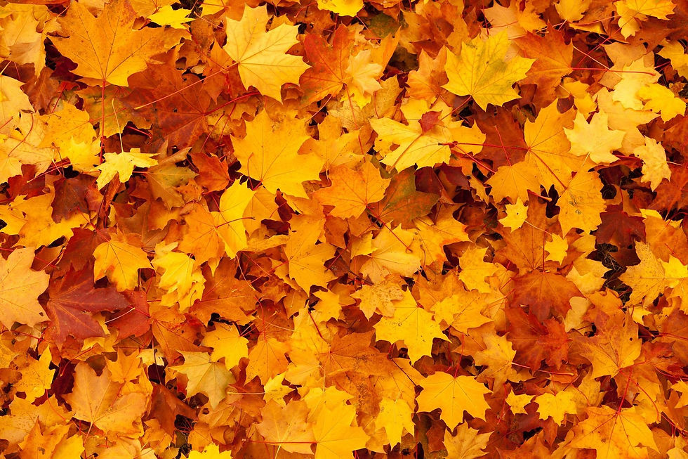 AUTUMN MEMORIES