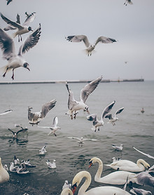 Water Birds