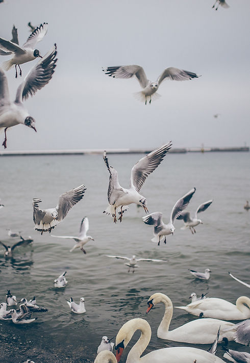 Aves acuáticas