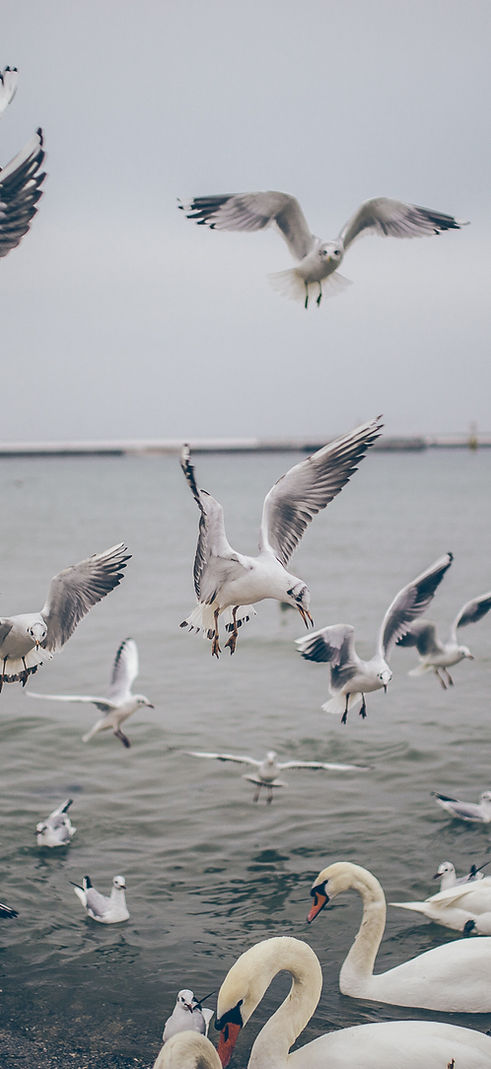 Water Birds