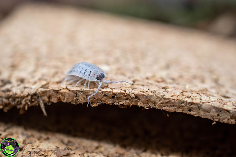 Thumbnail: Porcellio nicklesi “Rubivan” Lot de 5