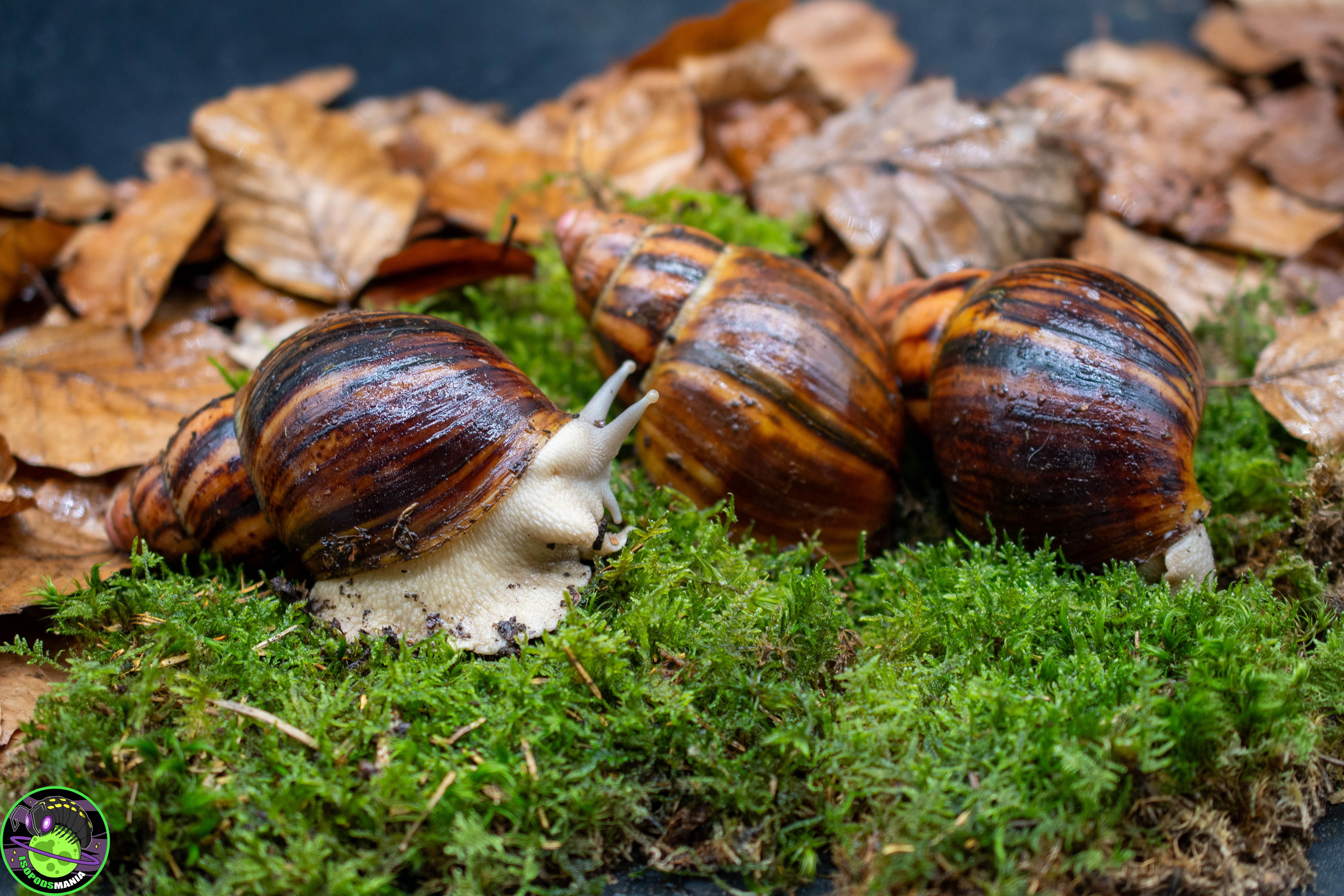 Achatina m. marginata “Silver Body” (trio pret a la reproduction)