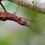 Miniature : Pseudophasma subapterum red lot 4