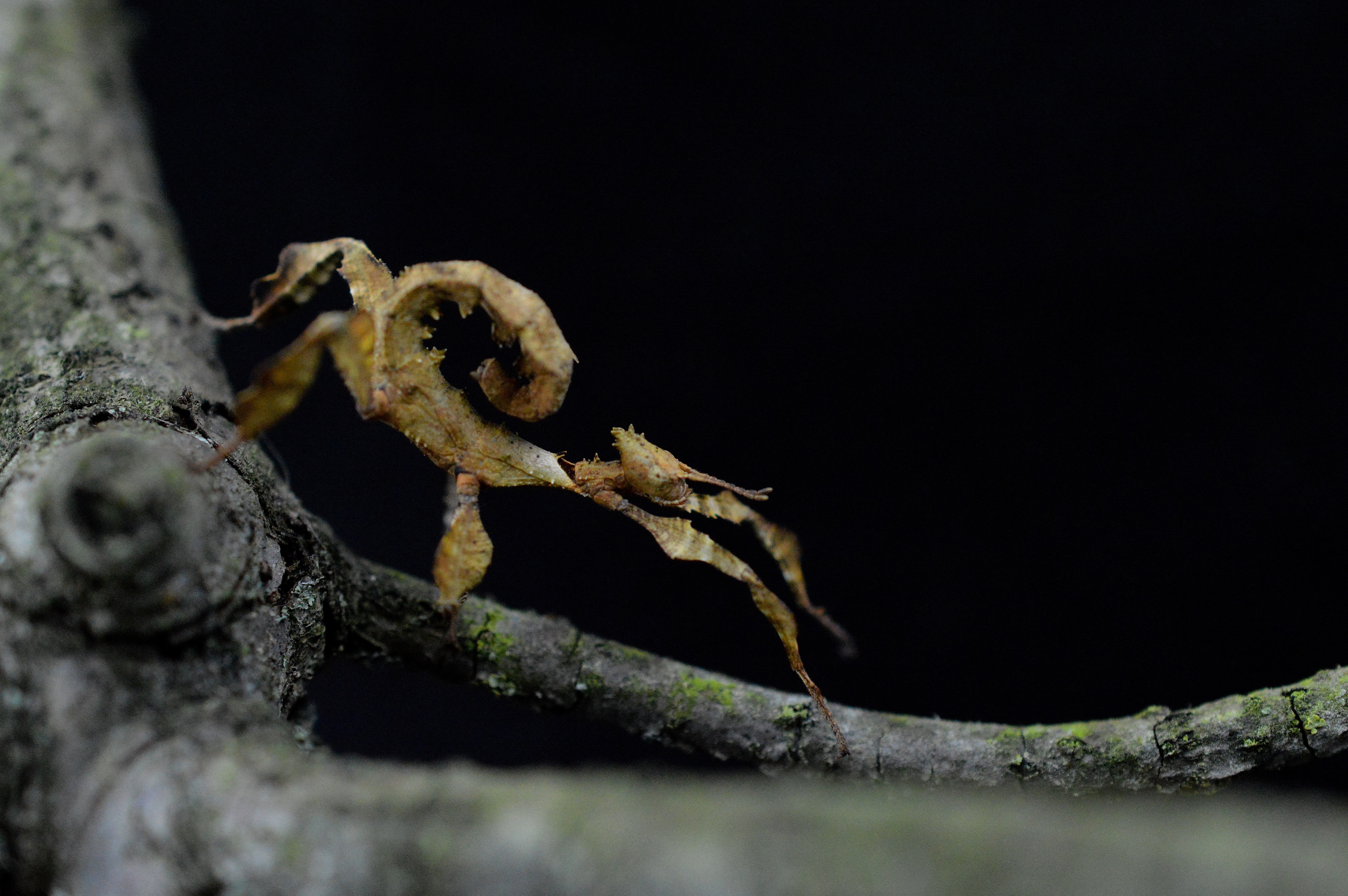 Extatosoma tiaratum lot de 6