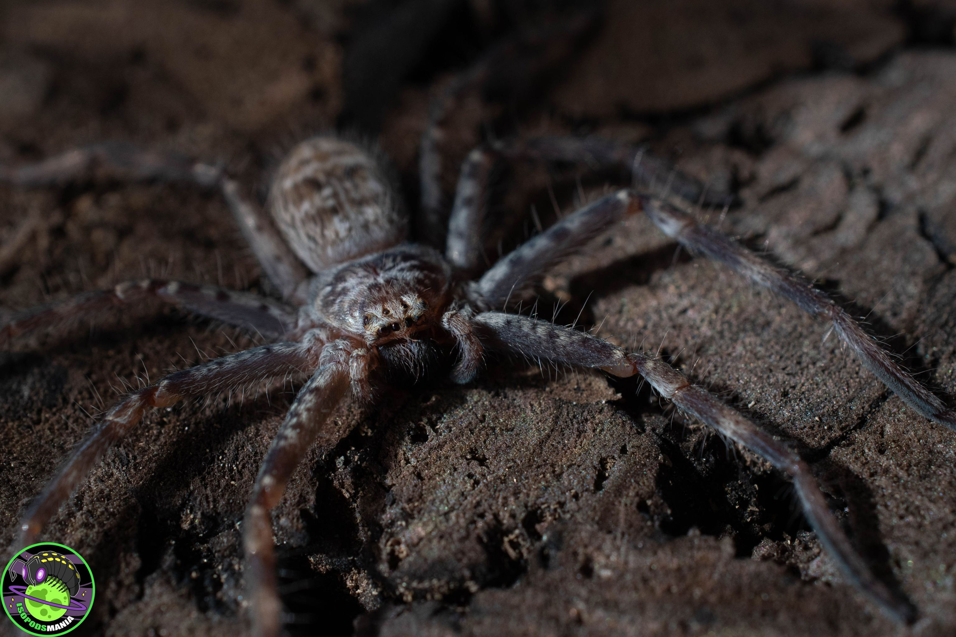 Holconia murrayensis