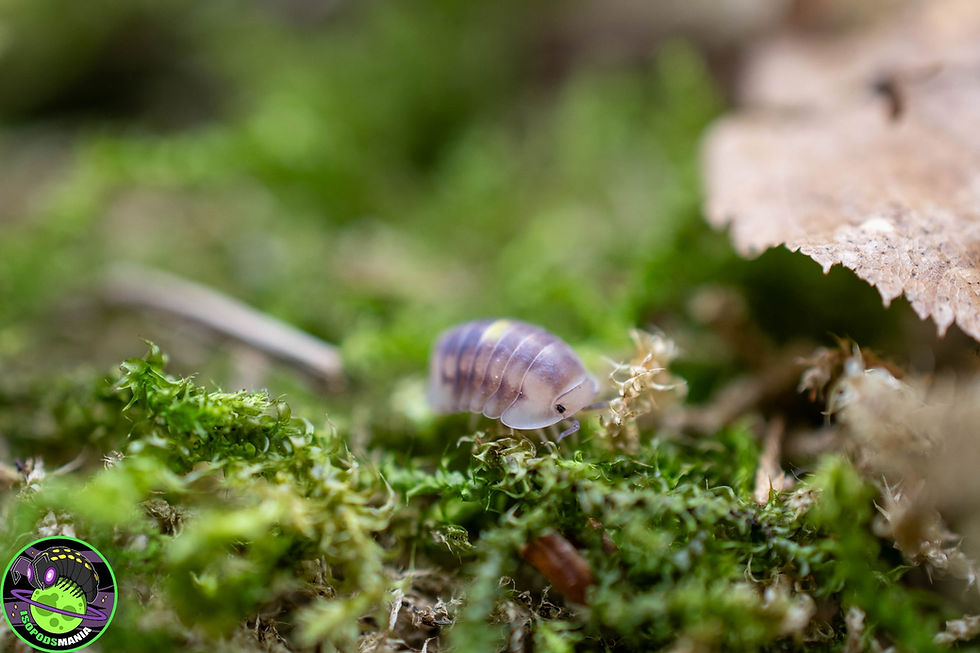 Thumbnail:  Cubaris sp ''Amber firefly'' Lot de 5