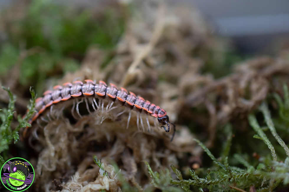 Thumbnail: Antheromorpha uncinata