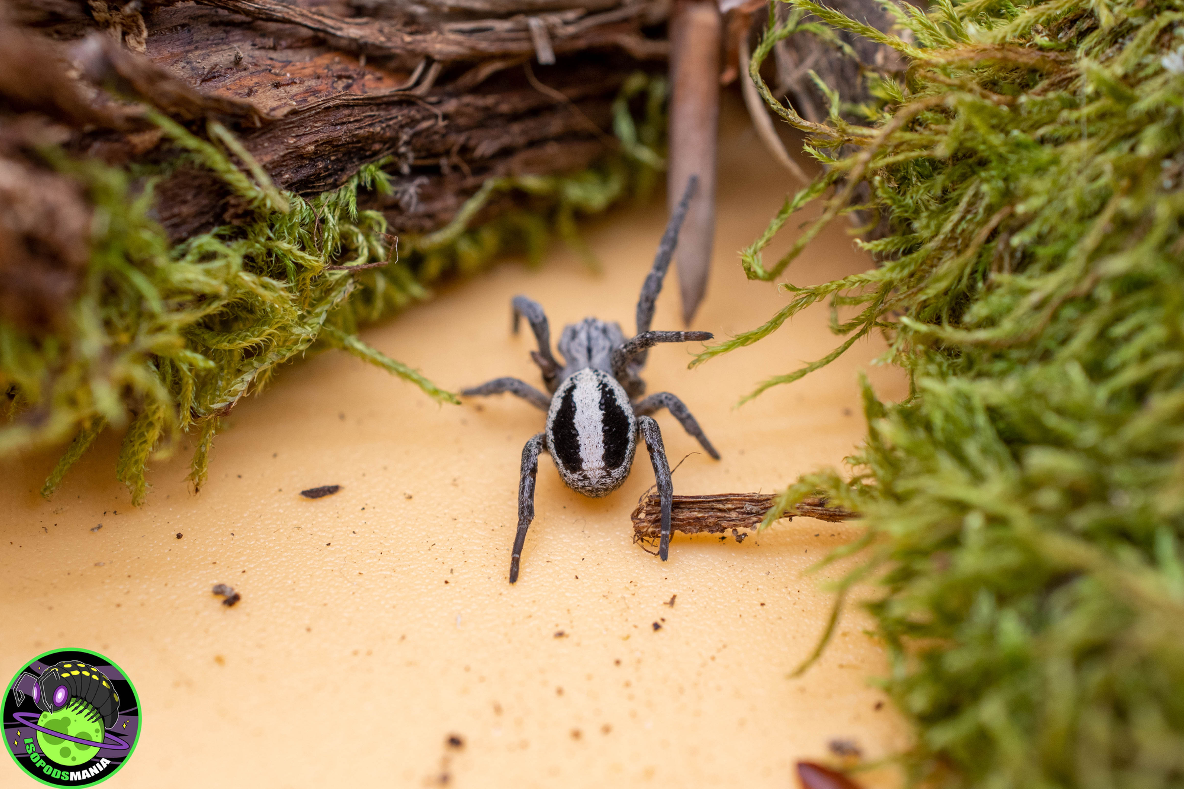 Stegodyphus lineatus ''Murcie''