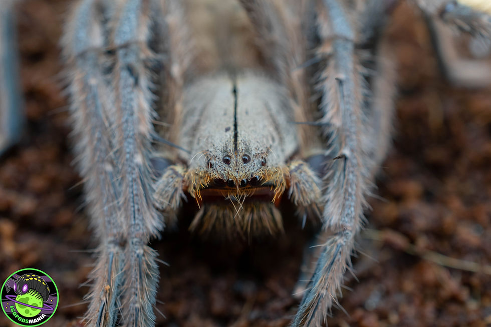 Miniature : Gnathopalystes sp