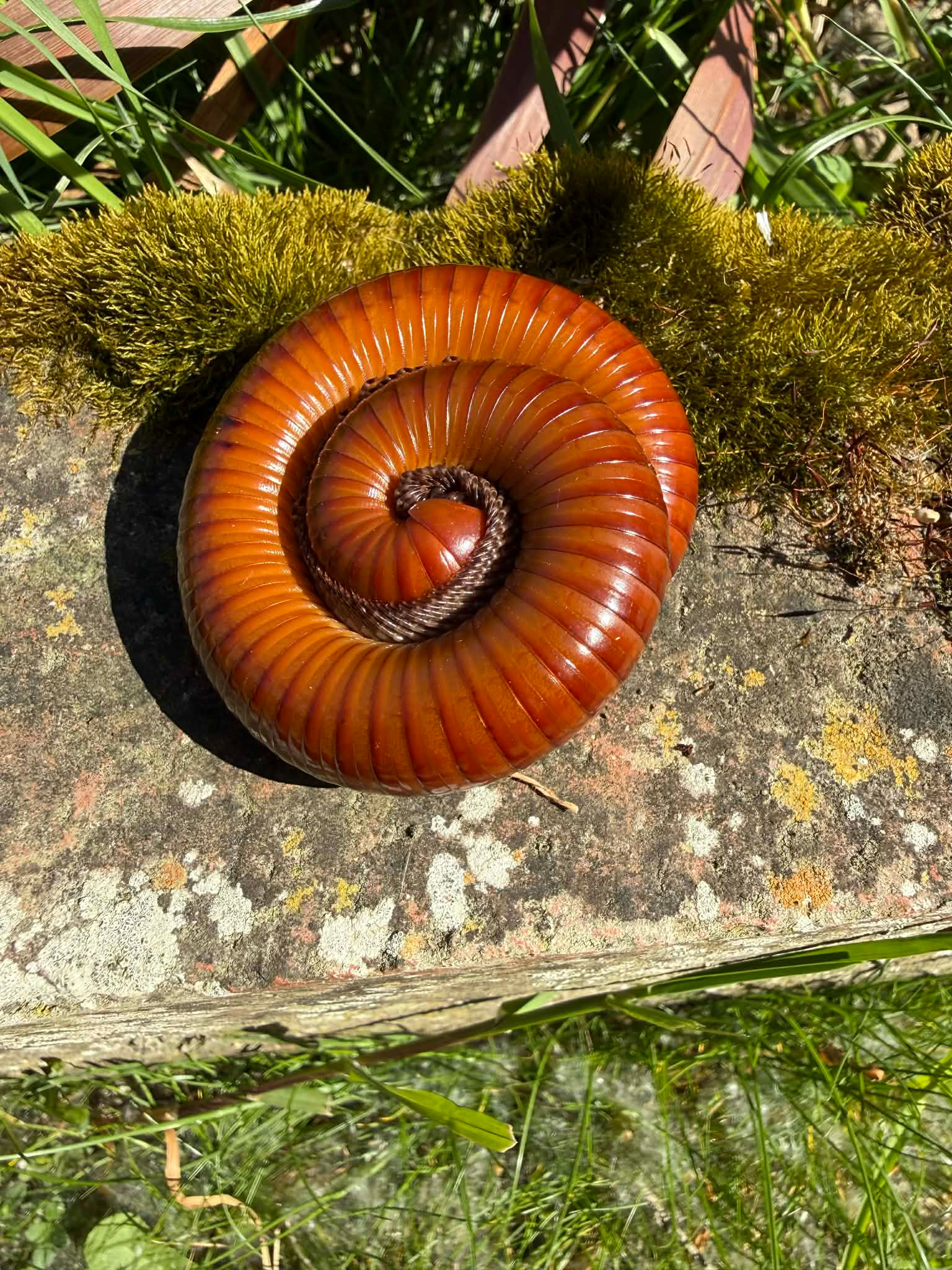 Harpagophoridae sp "Orange giant"