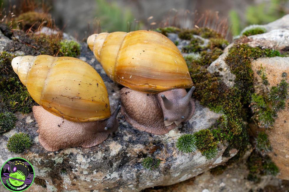 Archachatina marginata icterica
