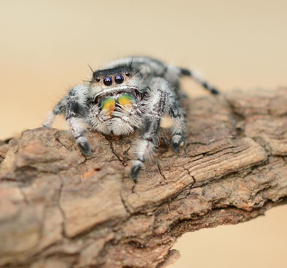Phidippus regius 