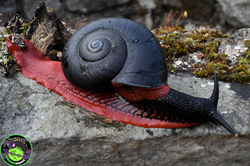 2b3d12_8ca9dddfbc61416b90cf30e15d687647~mv2