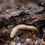 Miniature : Brachycybe sp