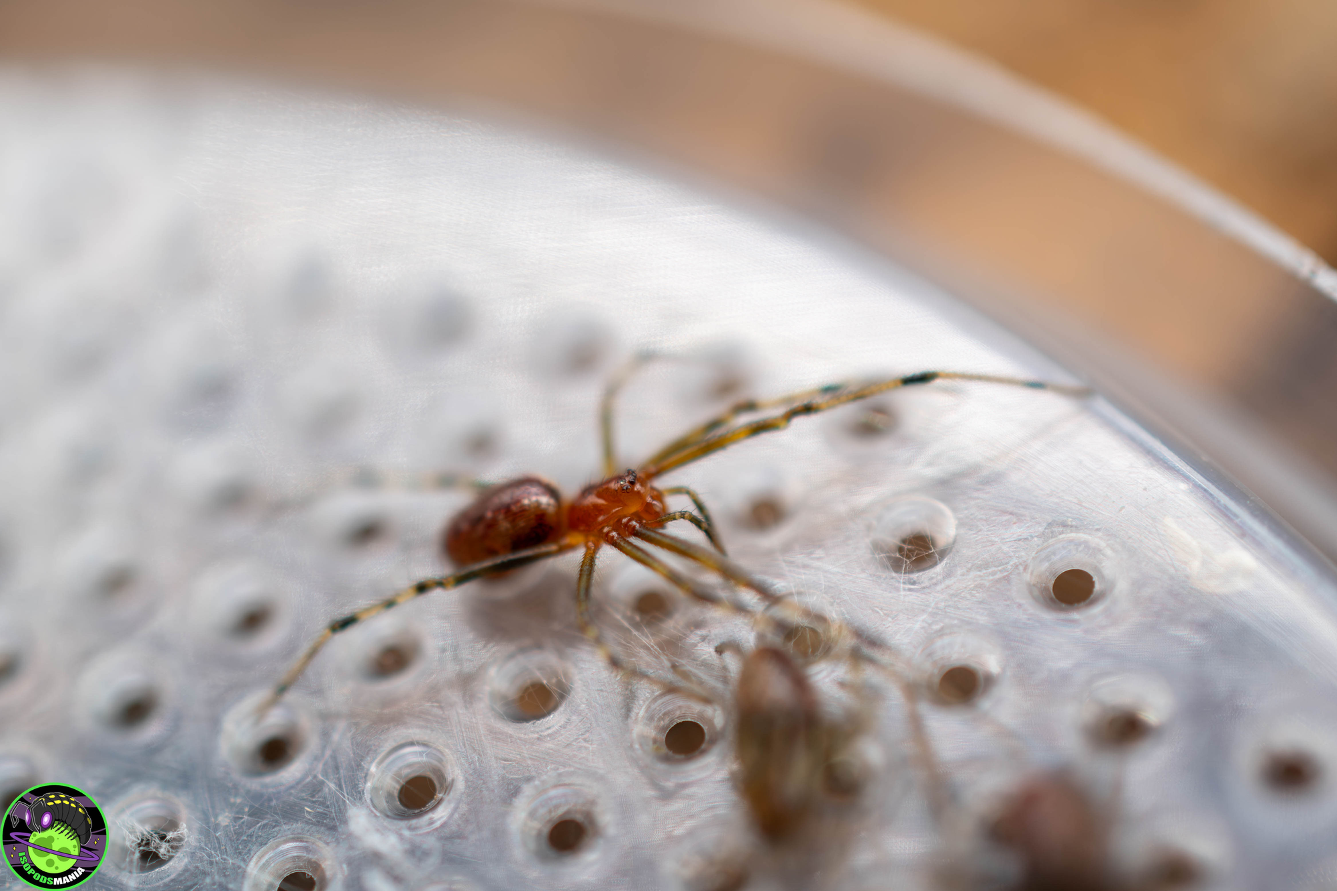 Anelosimus eximius (groupe social de 10 individu)
