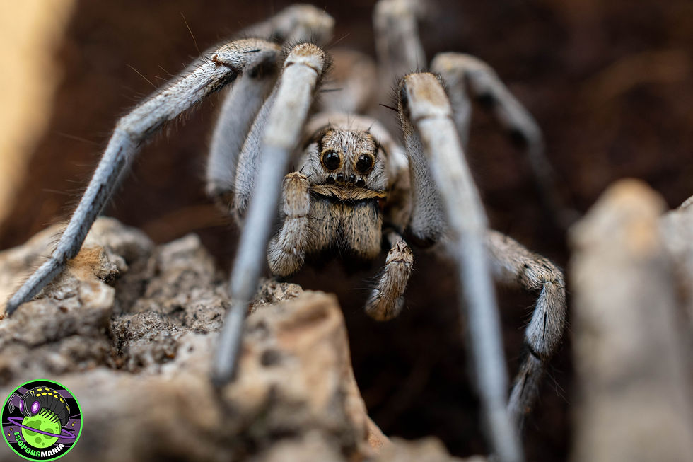 Miniature : Lycosa tarantula