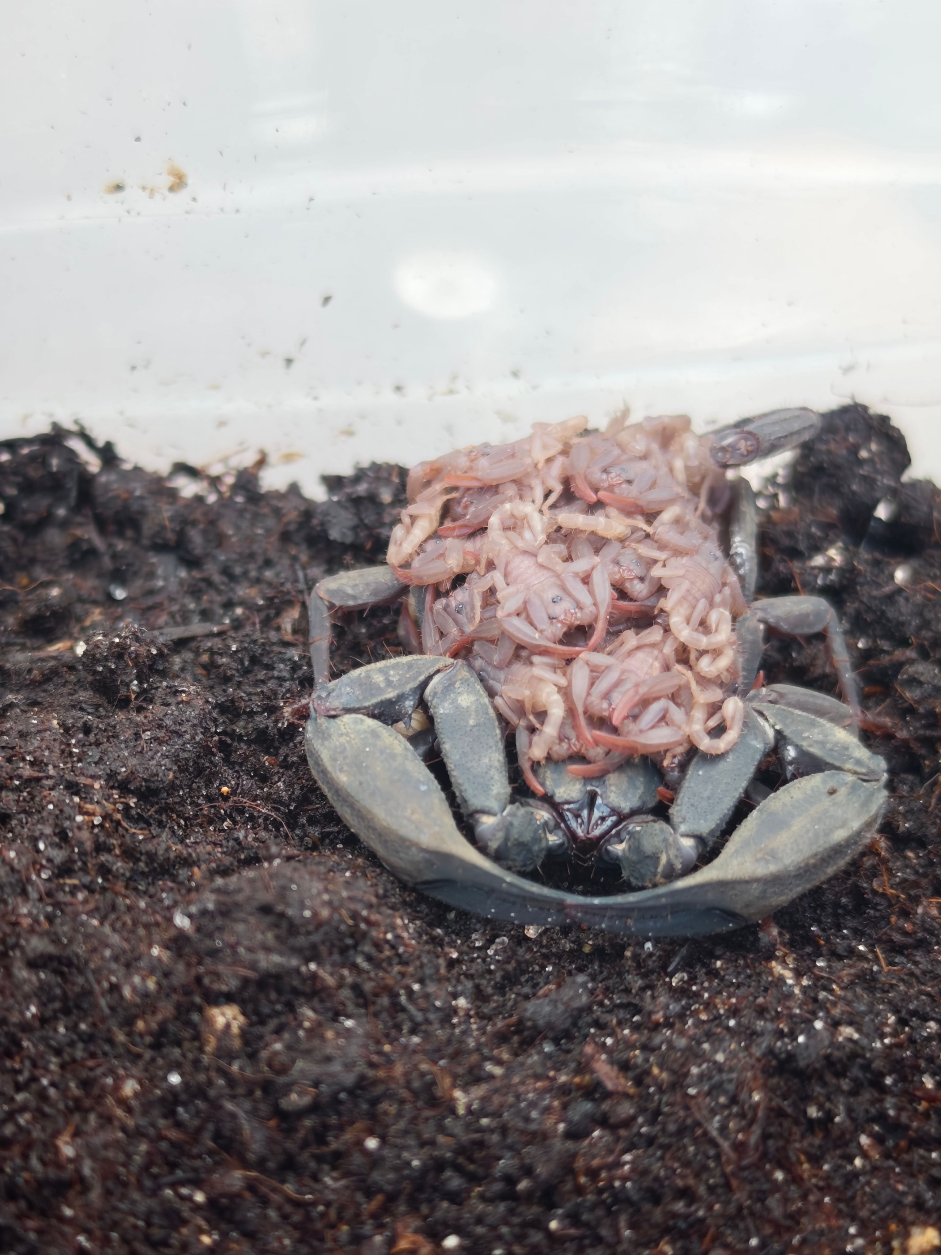 Scorpiops sp  Chiang Mai