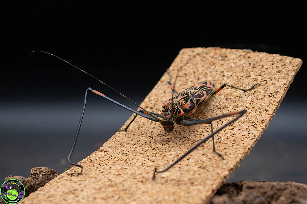 Miniature : Acrocinus longimanus