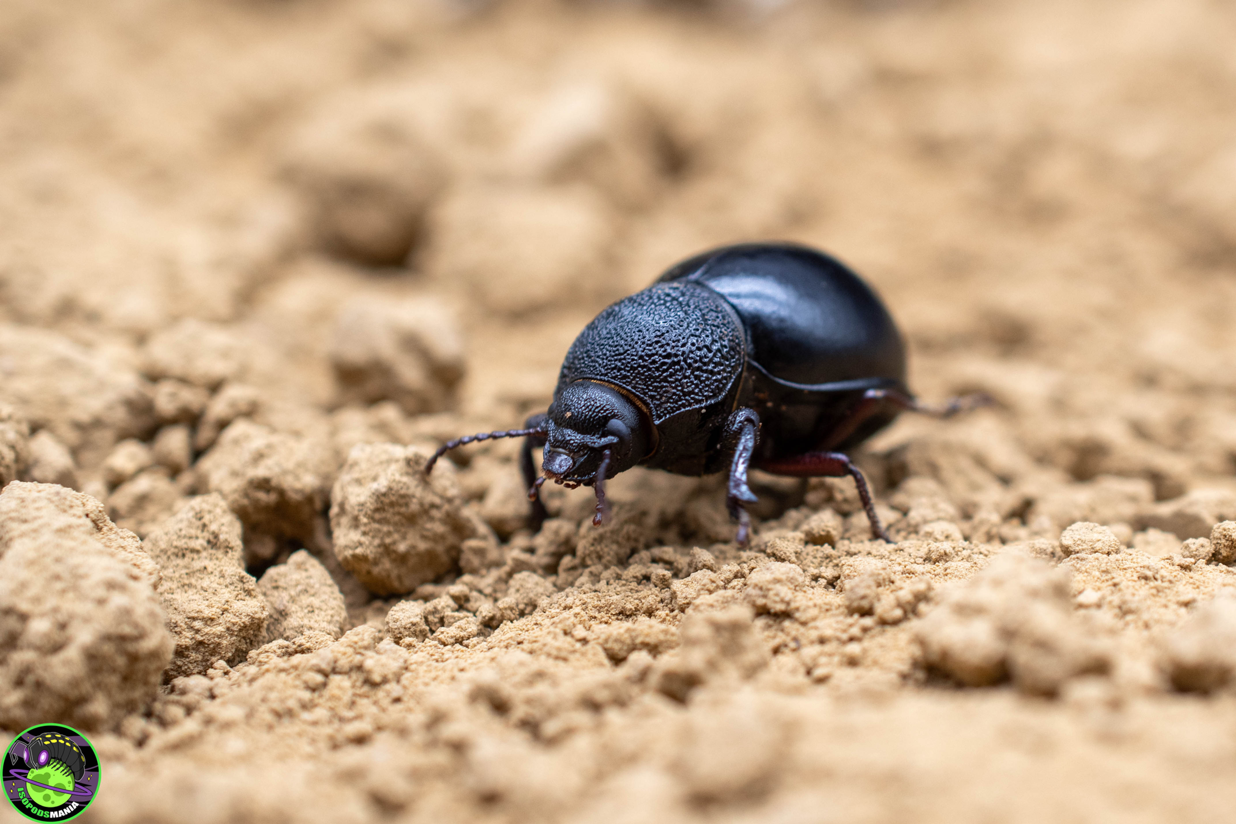 Ocnodes Scrobicollis