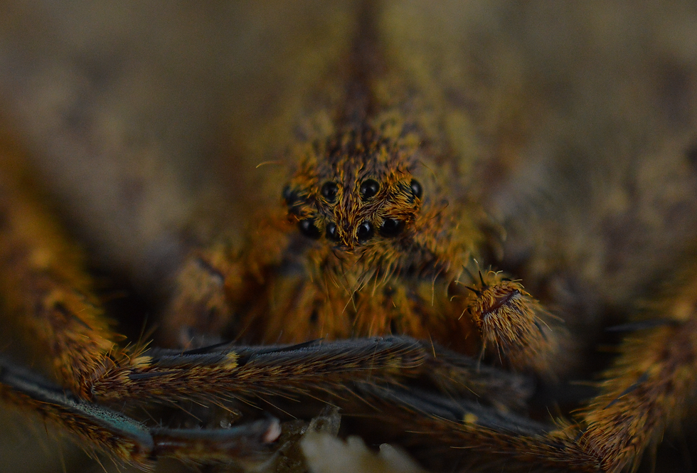 Thumbnail: Heteropoda cf. javana