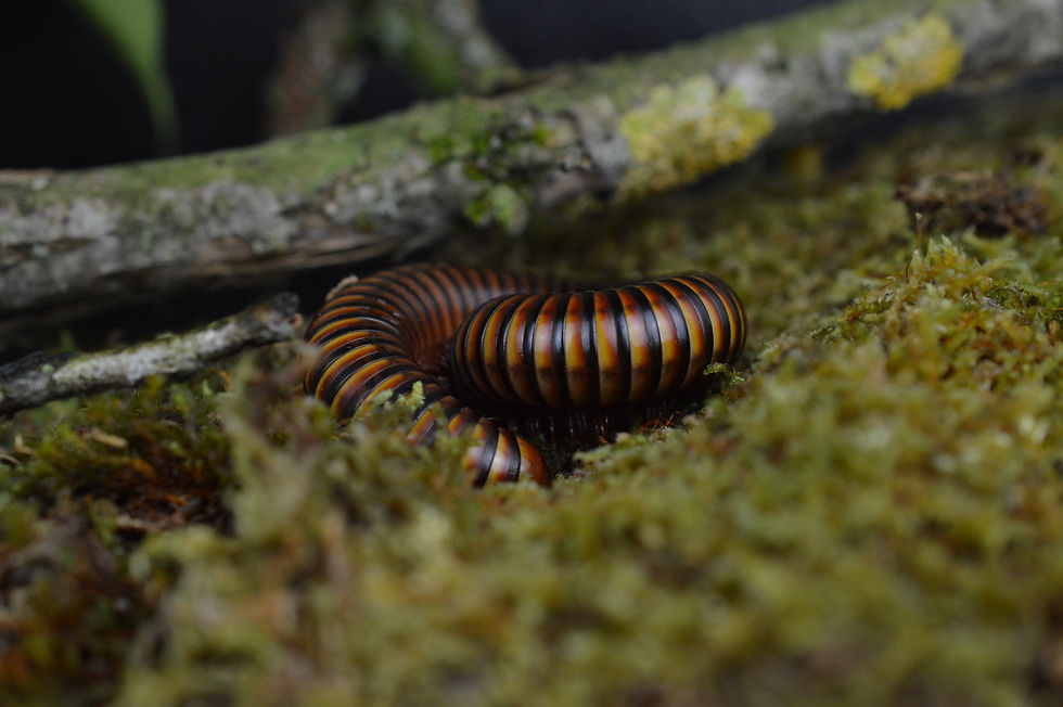 Thumbnail: Pelmatojulus ligulatus
