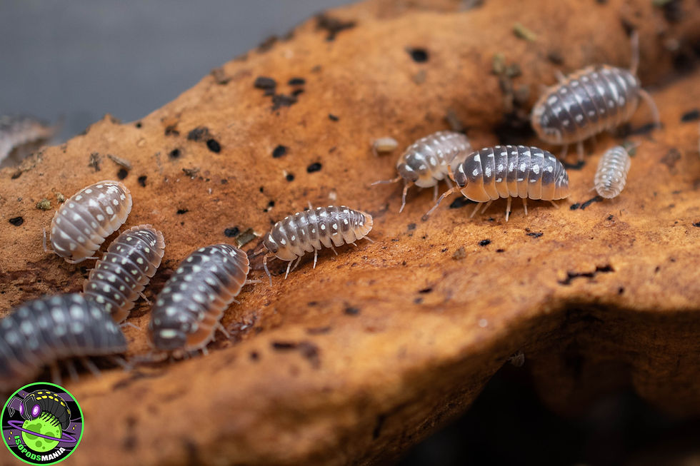 Thumbnail: Armadillidium cetinjens lot de 5